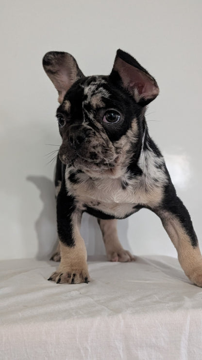 FRENCH BULLDOG (JAN 20) MALE