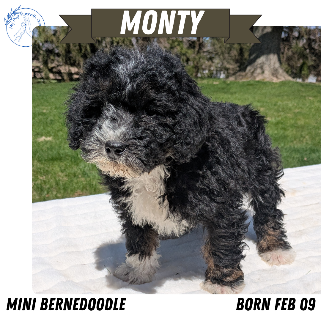 MINI BERNEDOODLE (02/09) MALE