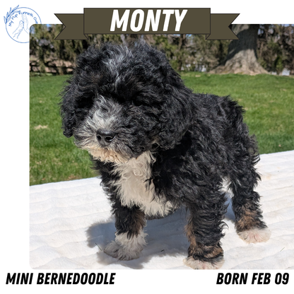 MINI BERNEDOODLE (02/09) MALE