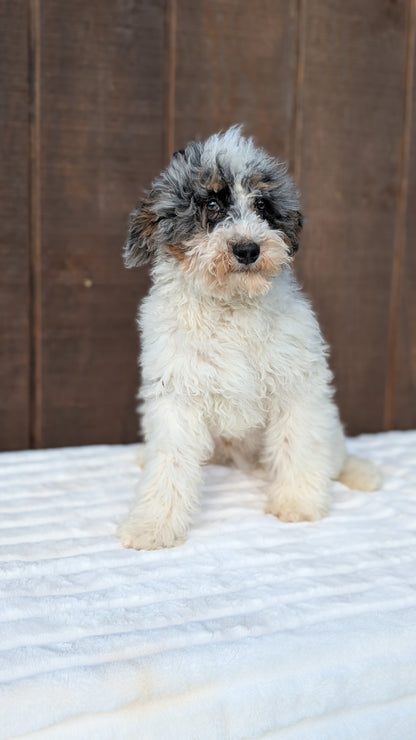 MINI BERNEDOODLE (07/25) MALE