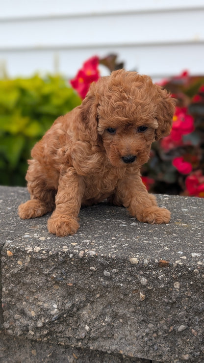 TOY POODLE (07/04) FEMALE