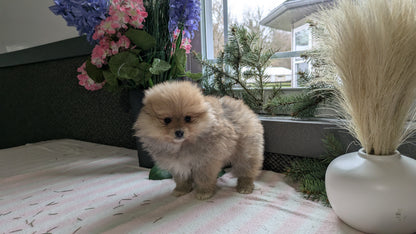 POMERANIAN (11/01) FEMALE