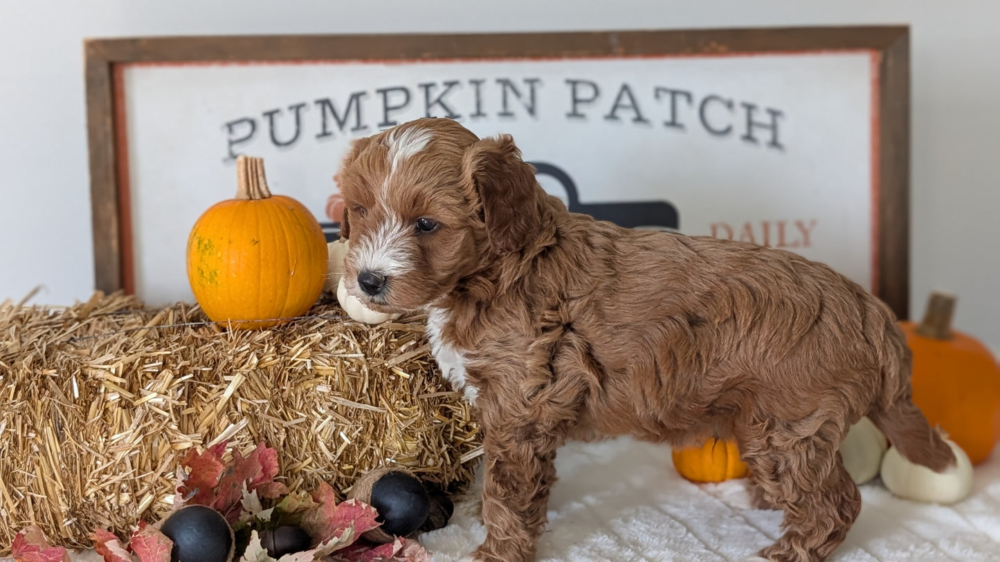 MINI GOLDENDOODLE (09/21) MALE