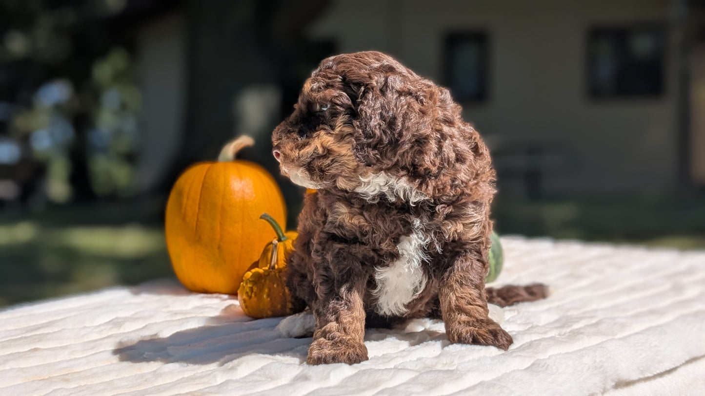 MINI BERNEDOODLE (07/25) MALE