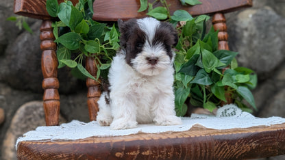 HAVANESE (APR 09) FEMALE