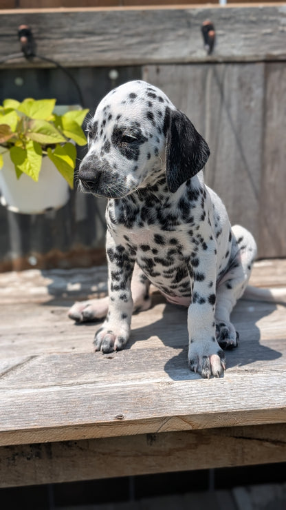DALMATIAN (06/09) FEMALE