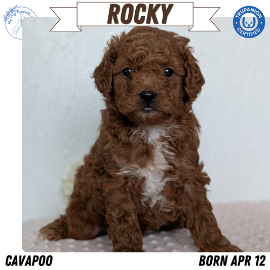 CAVAPOO (APR 12) MALE