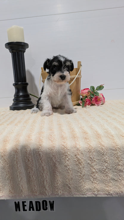 MINI SCHNAUZER (02/18) FEMALE