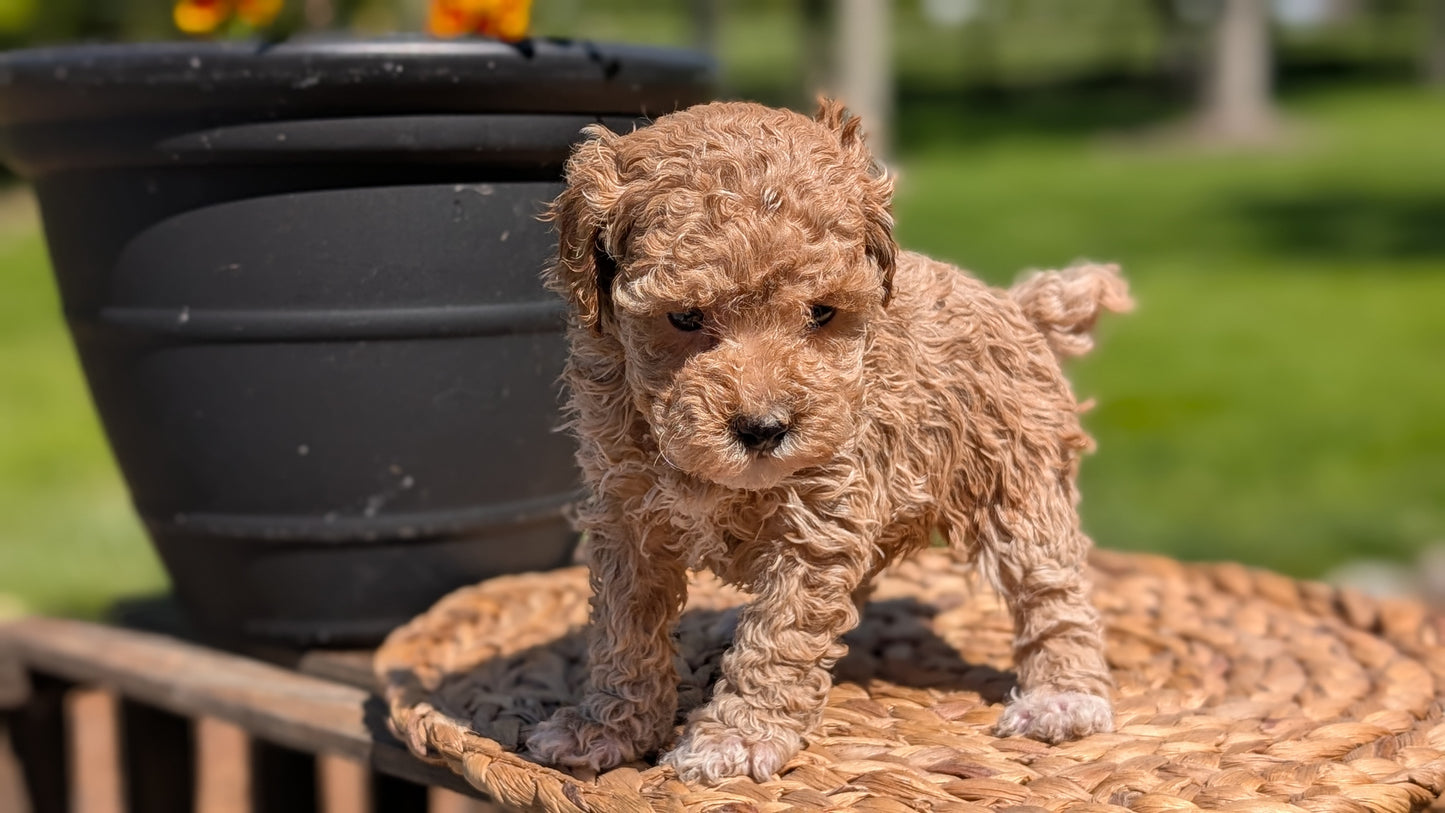 MINI POODLE (APR 03) FEMALES