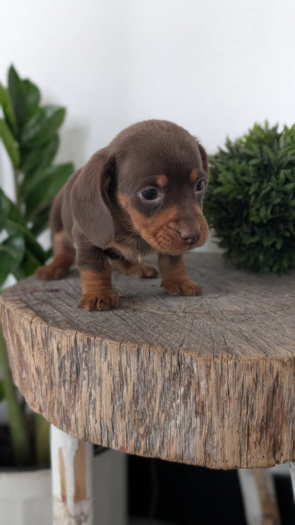 MINI DACHSHUND (09/22) MALE