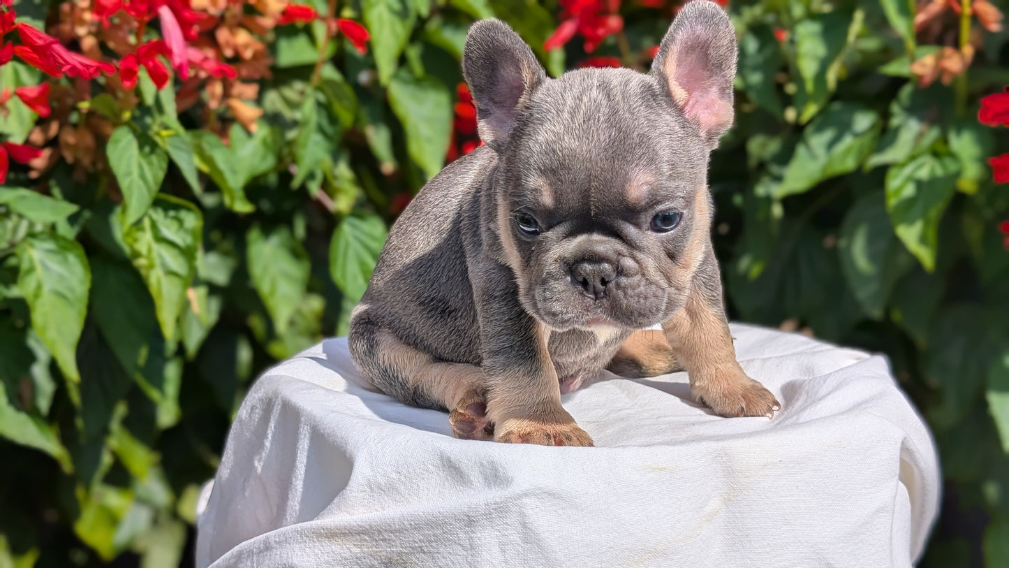 FRENCH BULLDOG (06/27) MALE
