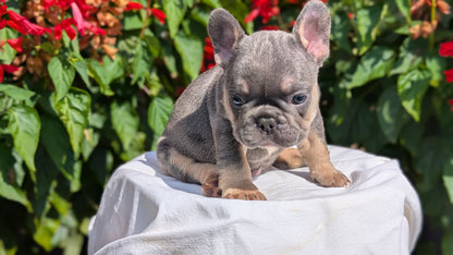 FRENCH BULLDOG (06/27) MALE