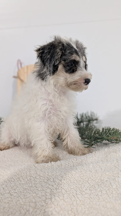 SCHNOODLE (09/20) MALE
