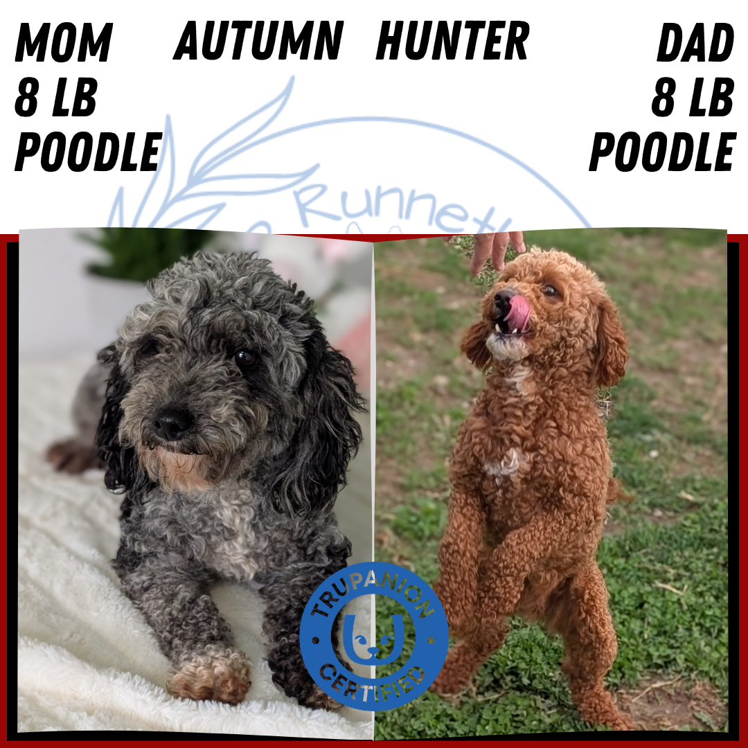 MINI POODLE (MAR 11) MALE