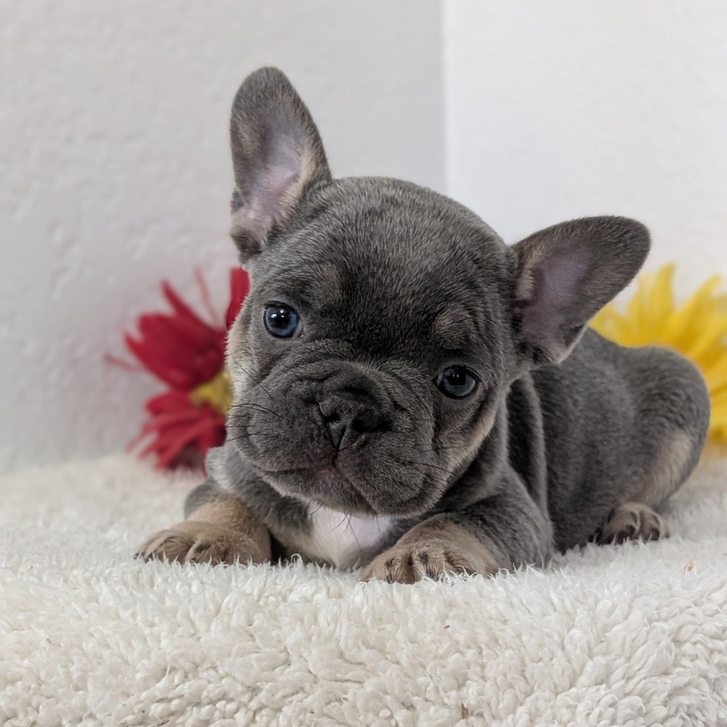 FRENCH BULLDOG (FEB 21) MALES