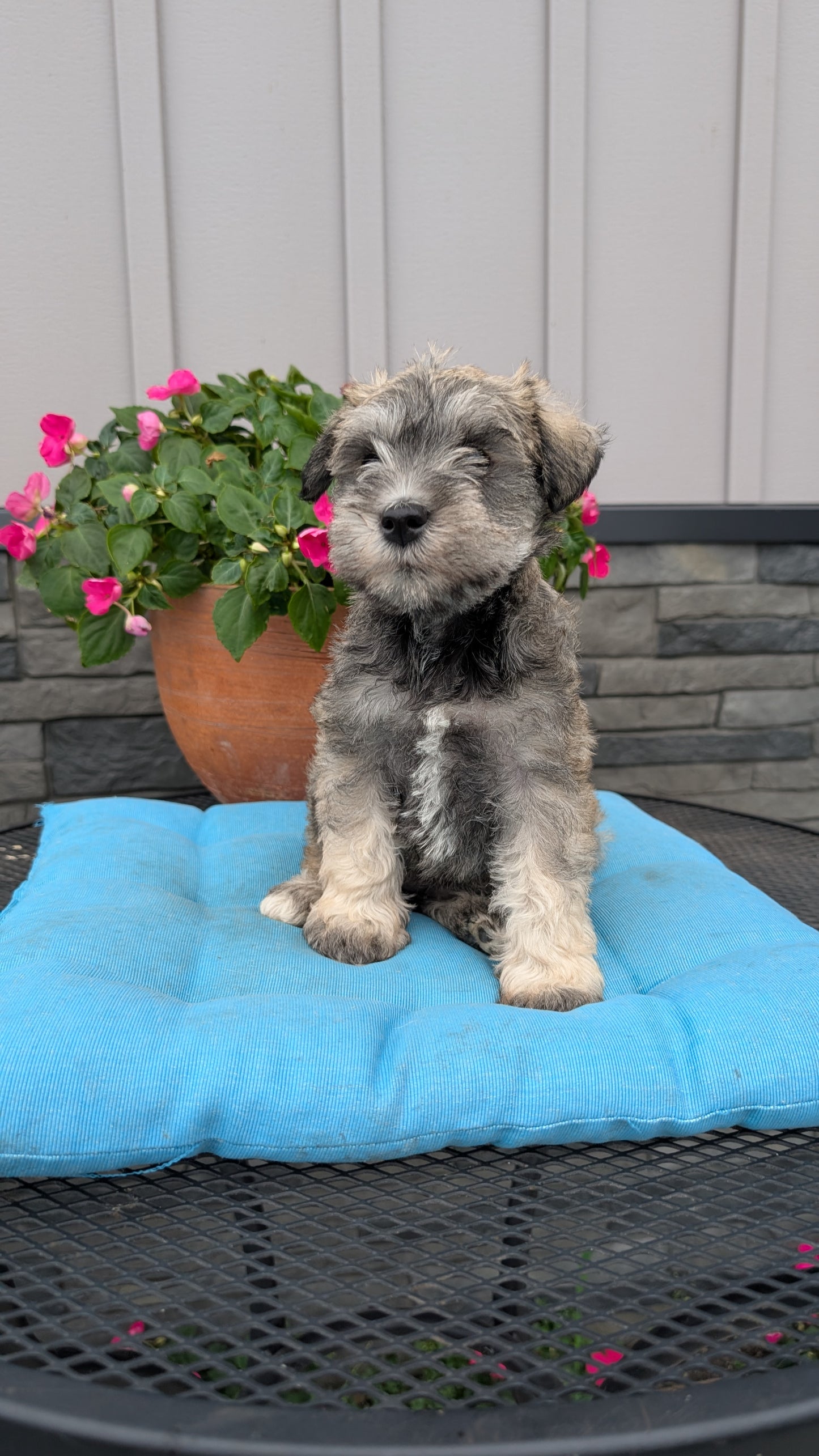 MINI SCHNAUZER (07/10) FEMALE