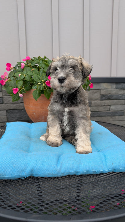 MINI SCHNAUZER (07/10) FEMALE