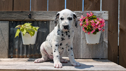 DALMATIAN (06/09) MALE