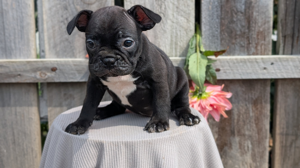 FRENCHTON (JUL 14) 2 MALES/1 FEMALE