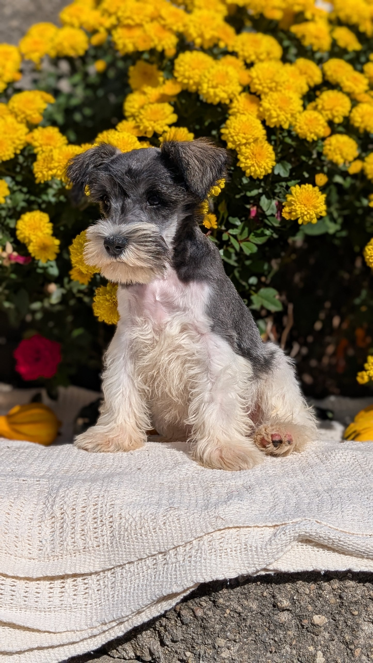 MINI SCHNAUZER (08/06) MALE