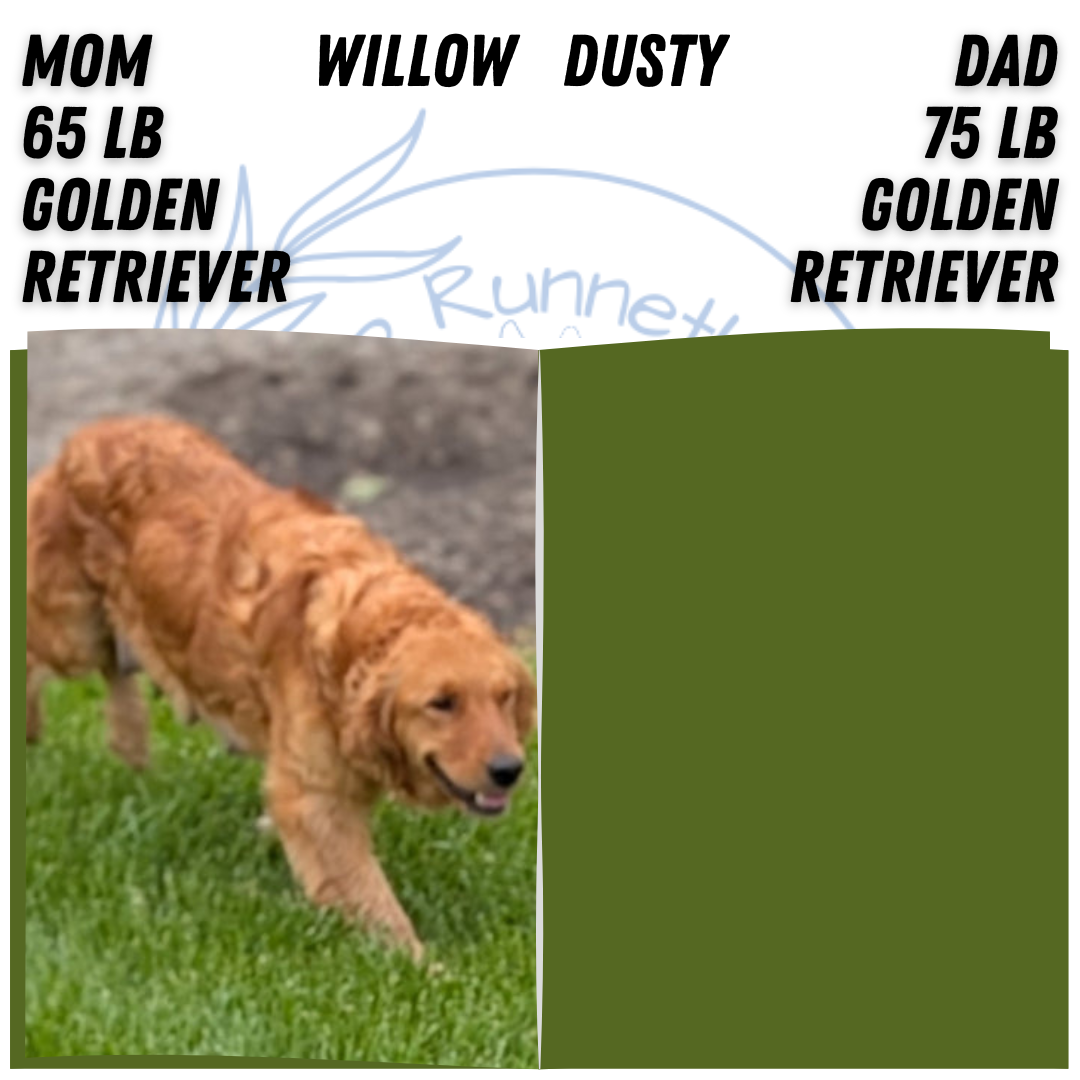GOLDEN RETRIEVER (MAR 27) FEMALES