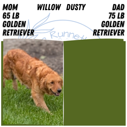 GOLDEN RETRIEVER (MAR 27) FEMALES