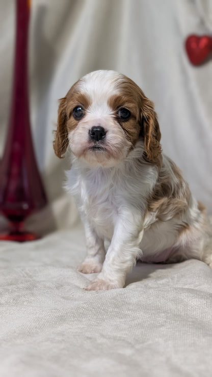 CAVALIER (DEC 03) FEMALES