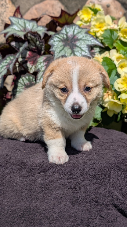 CORGI (JUL 13) 2 FEMALES/3 MALES