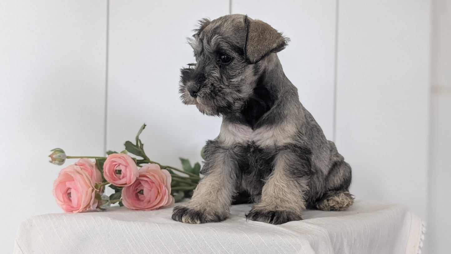 MINI SCHNAUZER (JAN 14) FEMALES