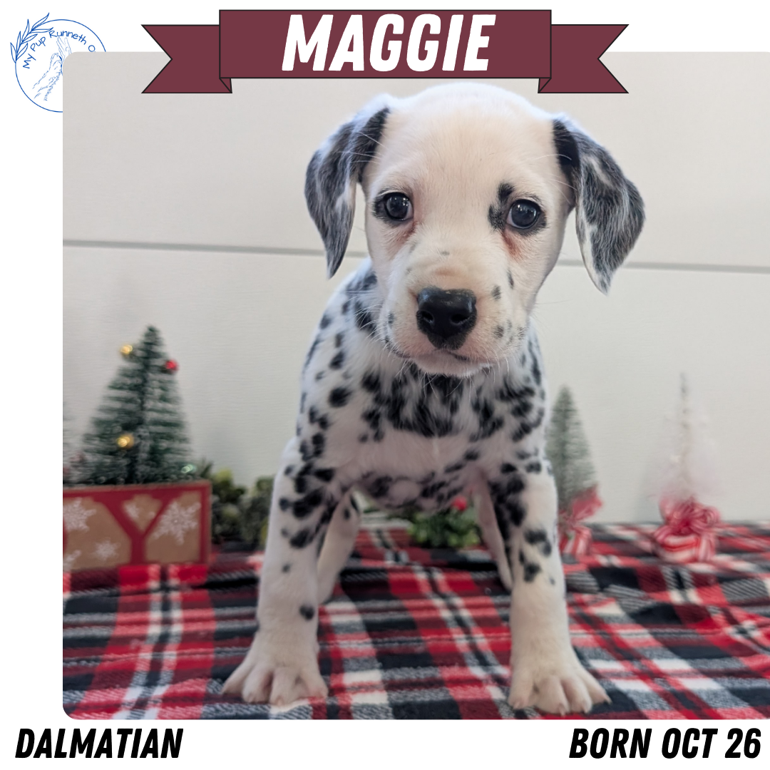 DALMATIAN (OCT 26) FEMALES