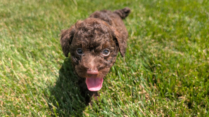 TOY POODLE (06/23) FEMALE