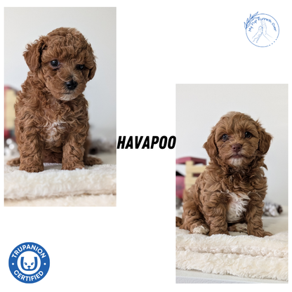 HAVAPOO (NOV 27) MALE