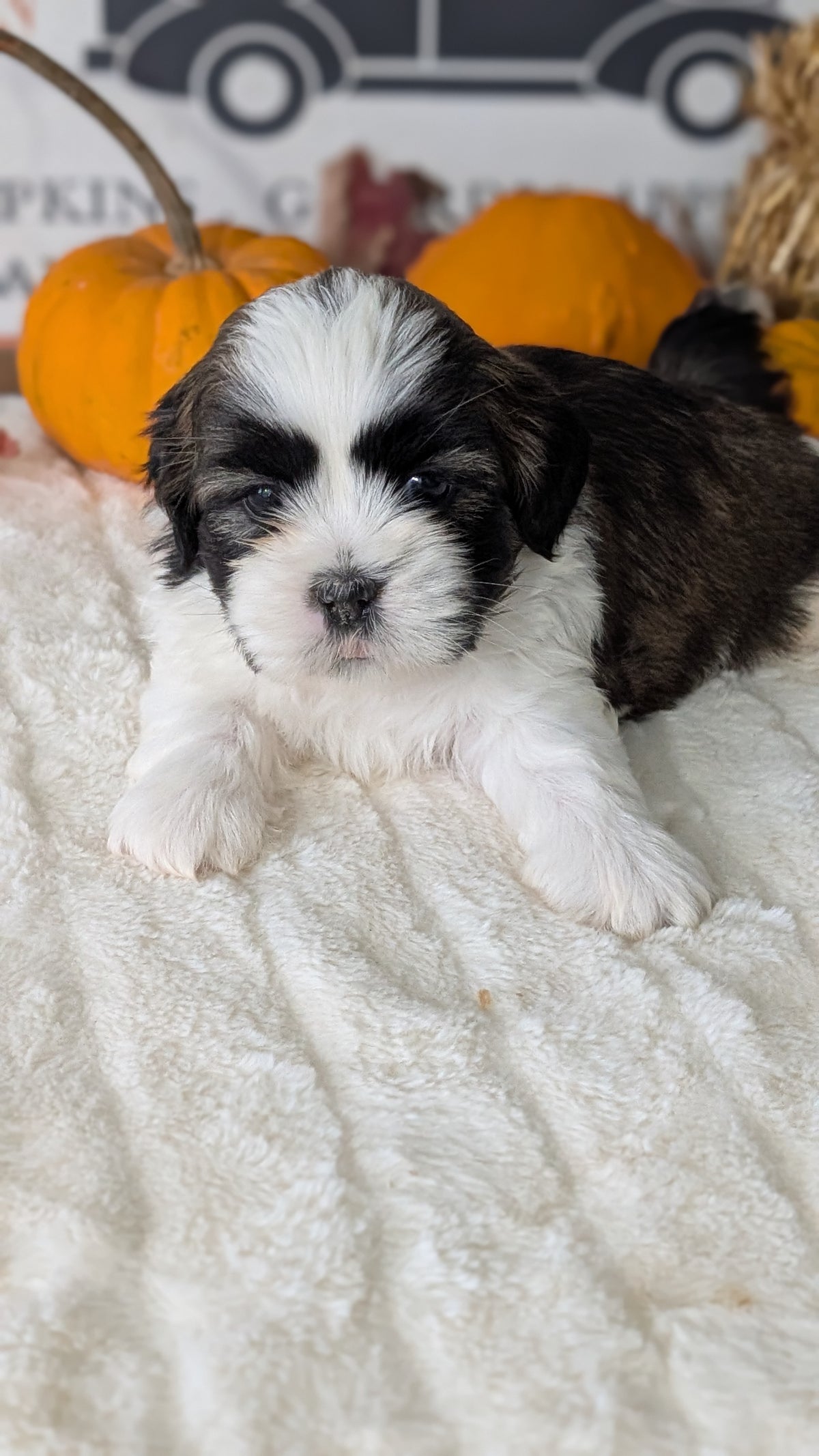 SHIH TZU (AUG 17) 2 FEMALES/3 MALES