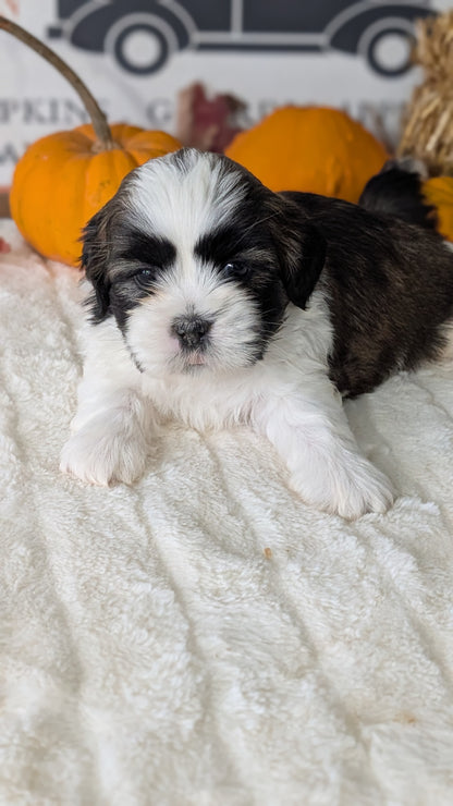 SHIH TZU (AUG 17) 2 FEMALES/3 MALES
