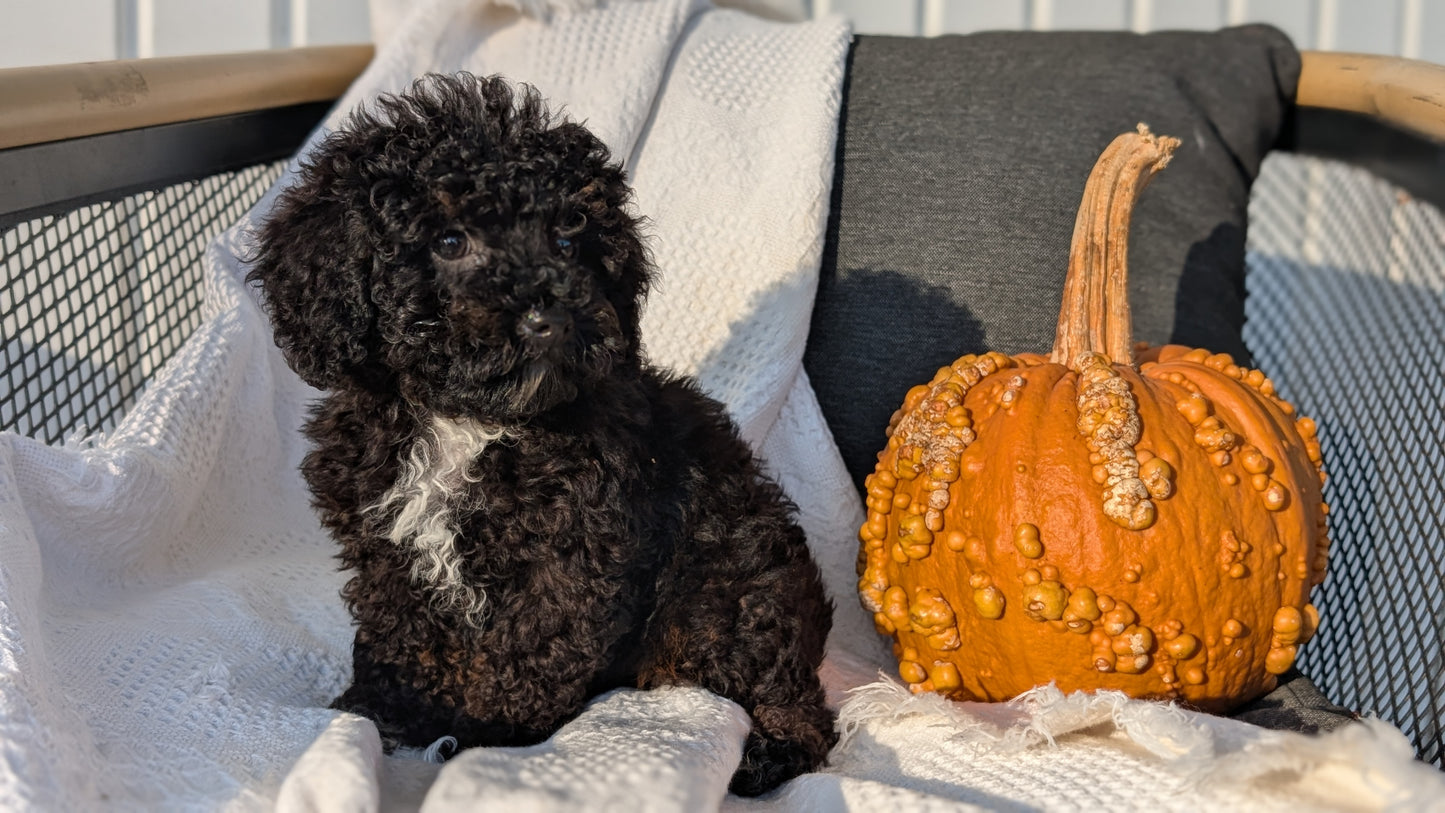 TOY POODLE (08/19) MALE