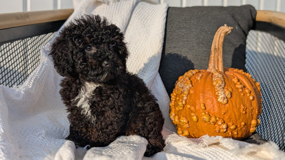 TOY POODLE (08/19) MALE