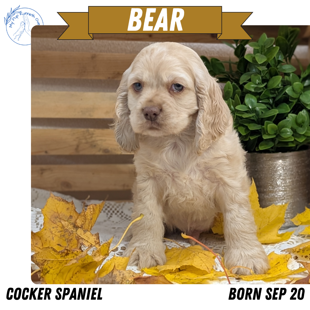 COCKER SPANIEL (09/20) MALE