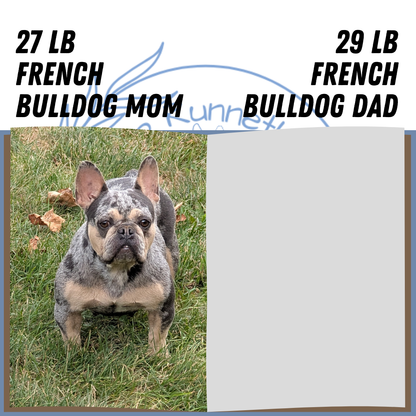 FRENCH BULLDOG (05/23) MALE