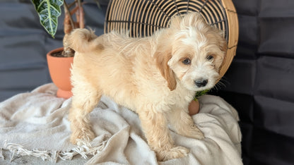 CAVAPOO (MAY 23) FEMALES