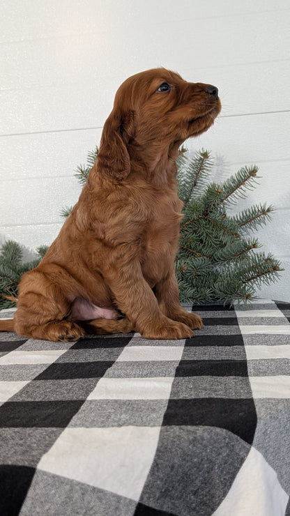 IRISH SETTER (NOV 02) MALES