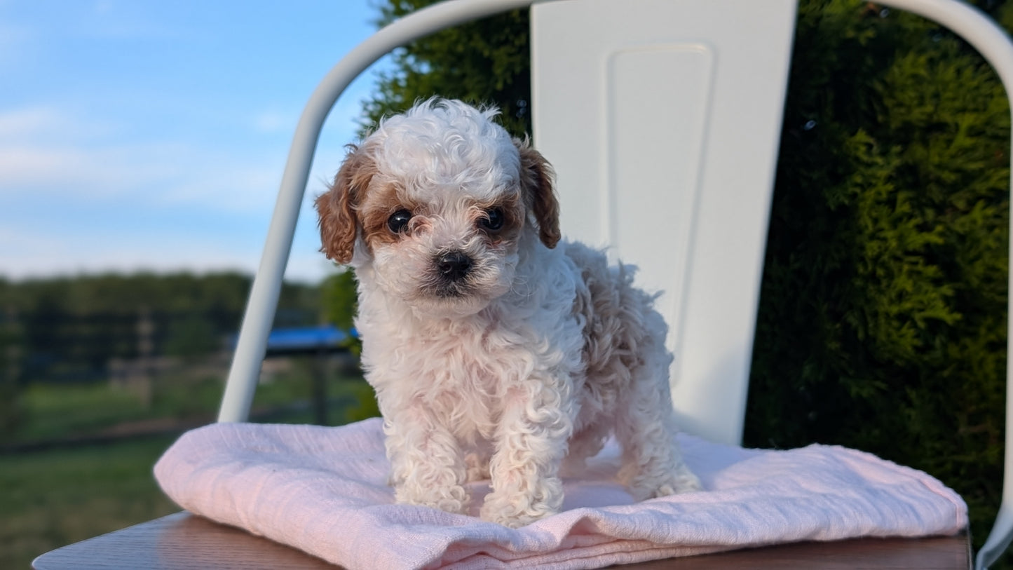 CAVAPOO (MAY 09) MALES