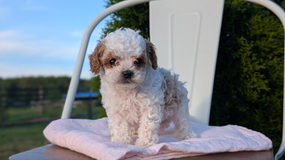 CAVAPOO (MAY 09) MALES
