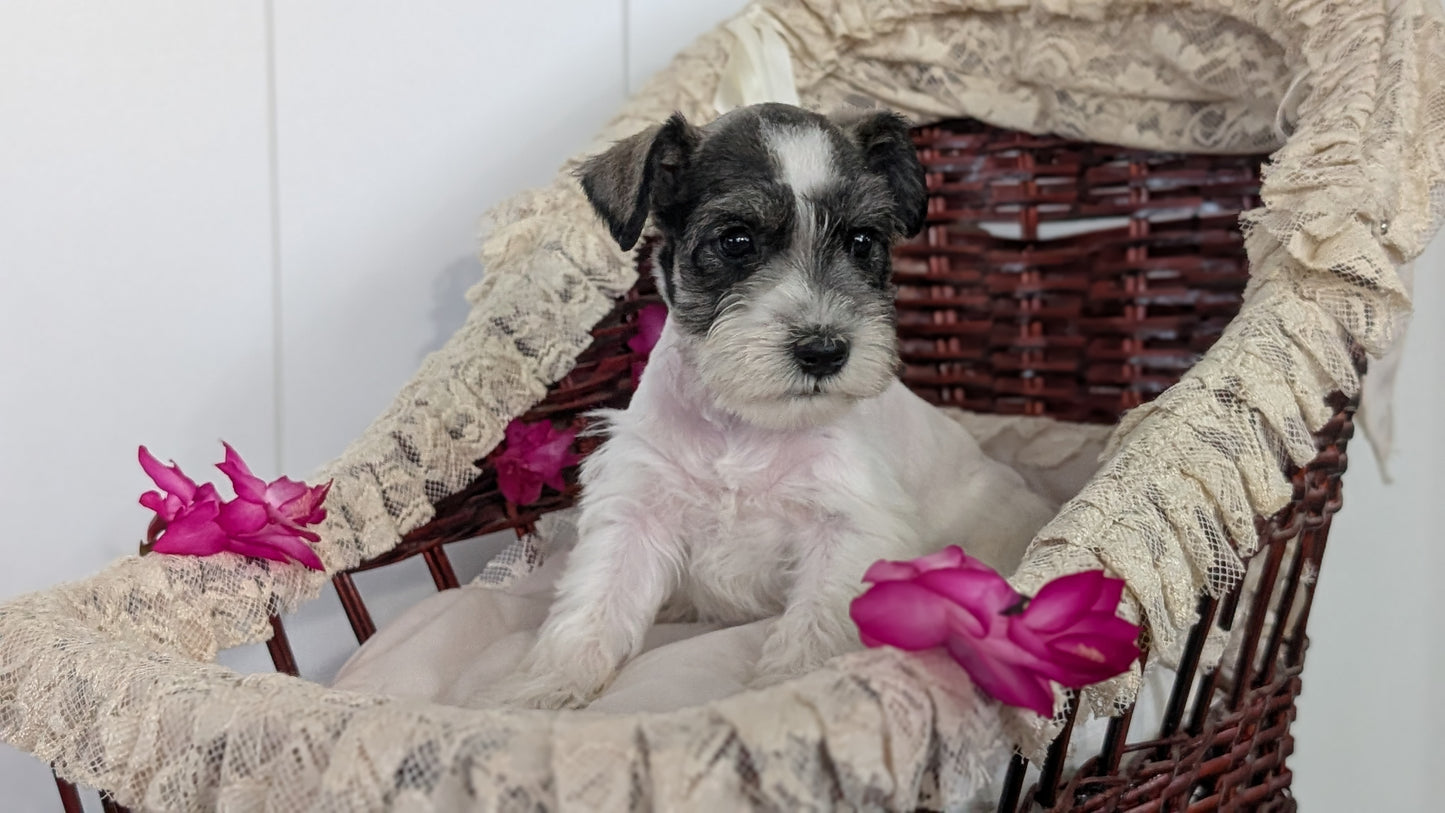 MINI SCHNAUZER (JAN 10) MALES