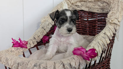 MINI SCHNAUZER (JAN 10) MALES
