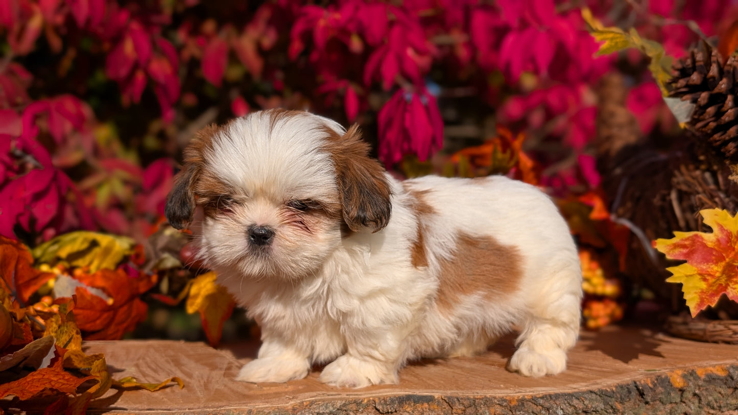 SHIH TZU (09/03) FEMALE