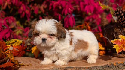 SHIH TZU (09/03) FEMALE