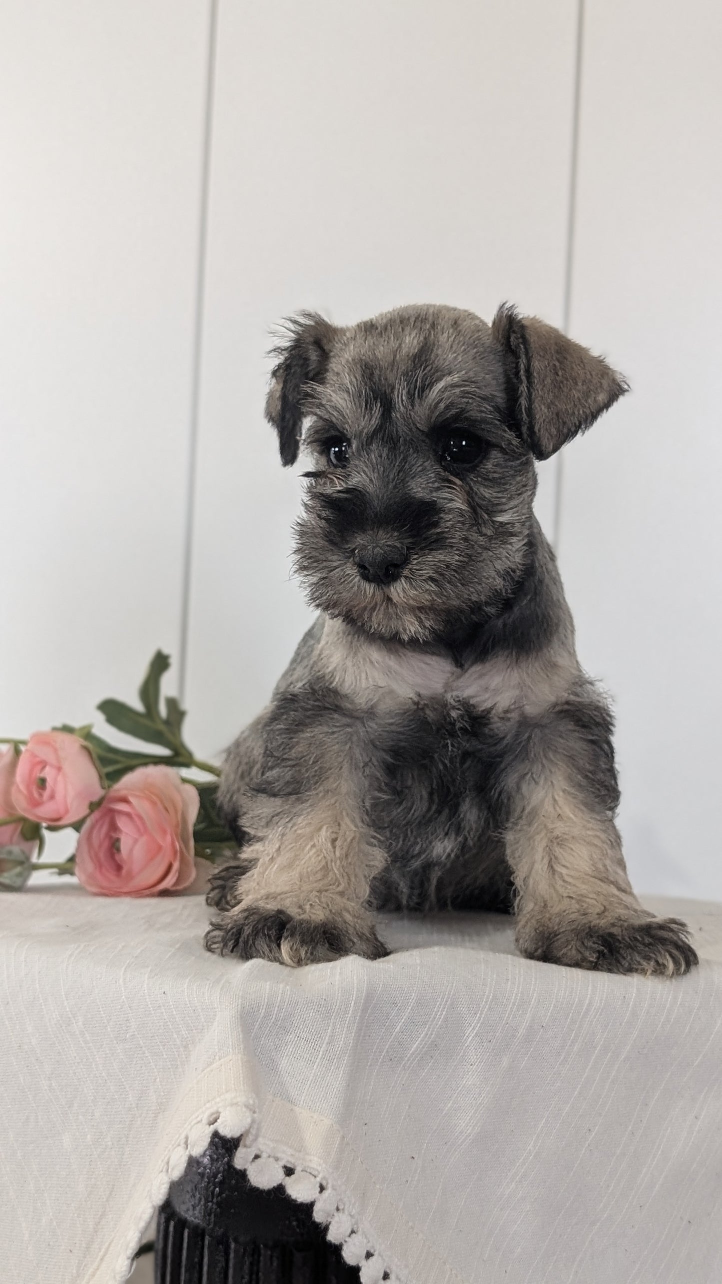 MINI SCHNAUZER (JAN 14) FEMALES