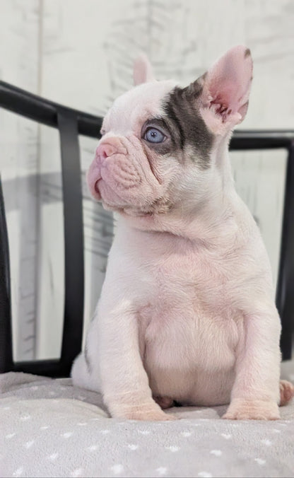 FRENCH BULLDOG (NOV 18) MALE