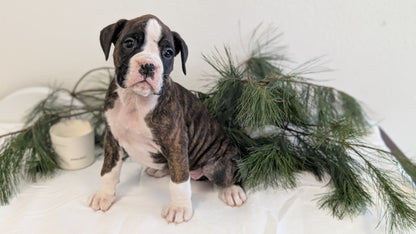 BOXER (DEC 04) FEMALE