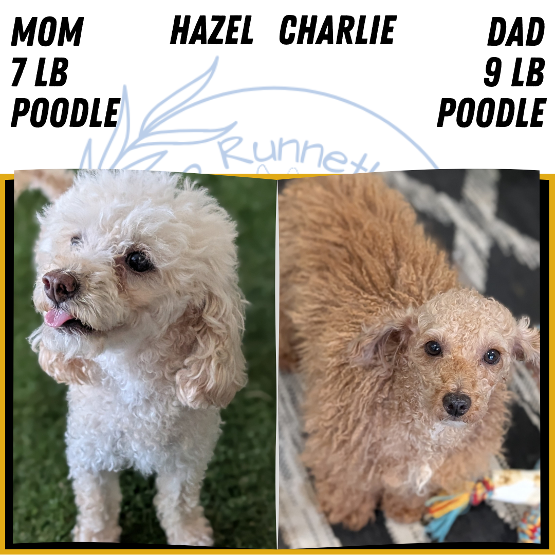 MINI POODLE (JUN 21) 4 MALES